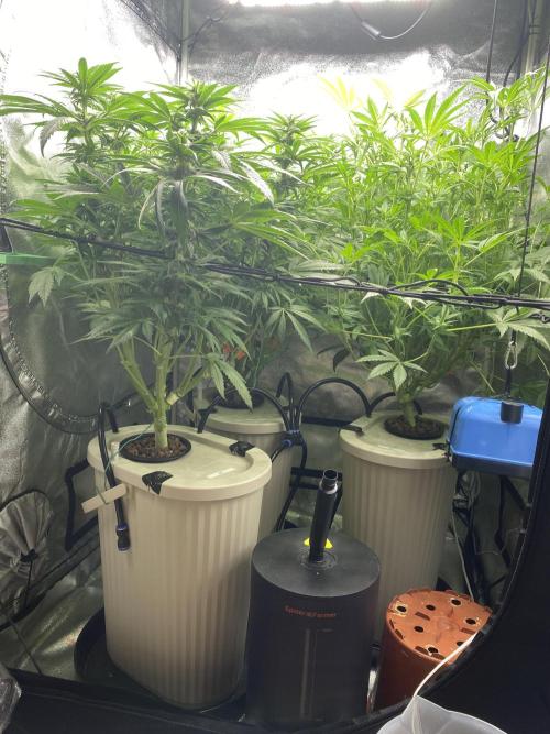 DWC Hydro SC BC 24K. Week 11 - 18.12.25