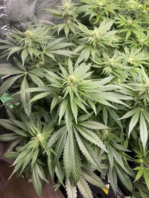 DWC Hydro SC BC 24K. Week 11 - 18.12.25
1/3 SC