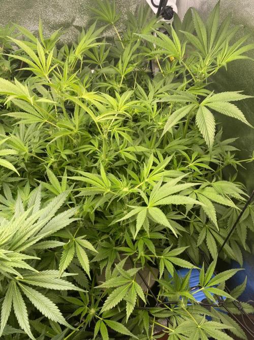 DWC Hydro SC BC 24K. Week 11 - 18.12.25
2/3 BC