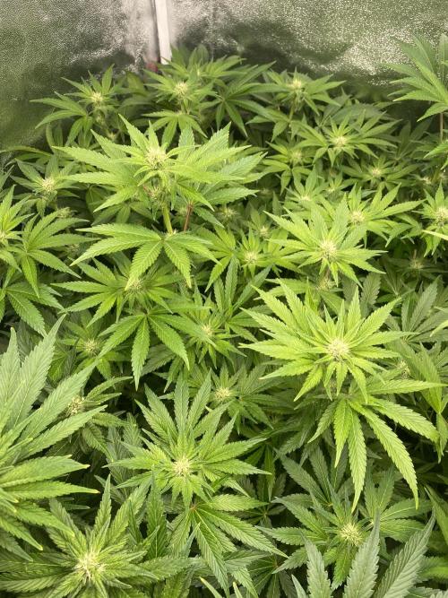 DWC Hydro SC BC 24K. Week 11 - 18.12.25
3/3 24k