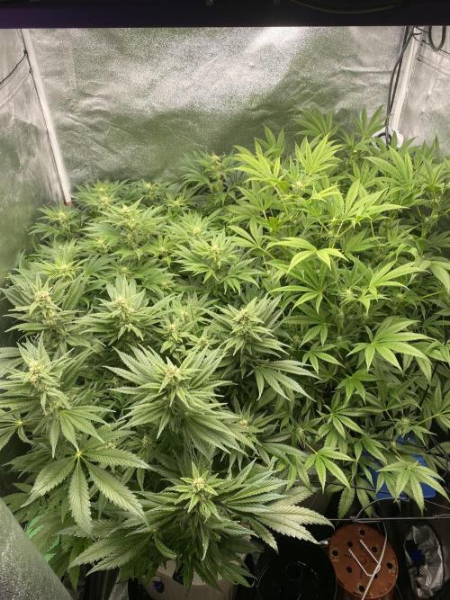 DWC Hydro SC BC 24K. Week 12 - 26.12.25