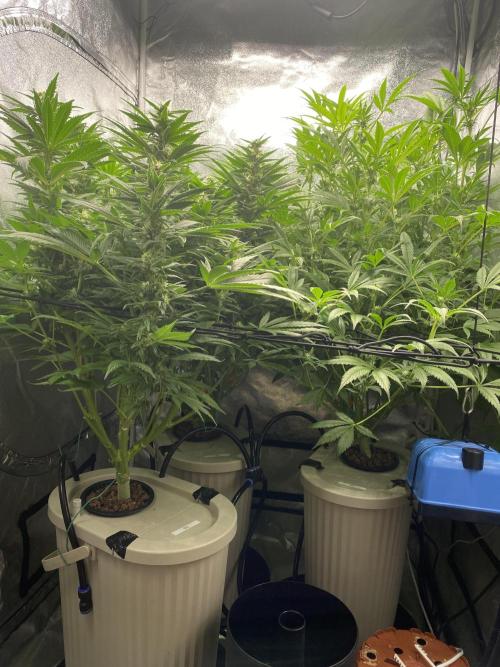 DWC Hydro SC BC 24K. Week 12 - 26.12.25