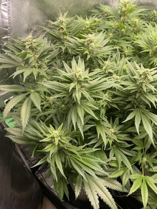 DWC Hydro SC BC 24K. Week 12 - 26.12.25
1/3 SC