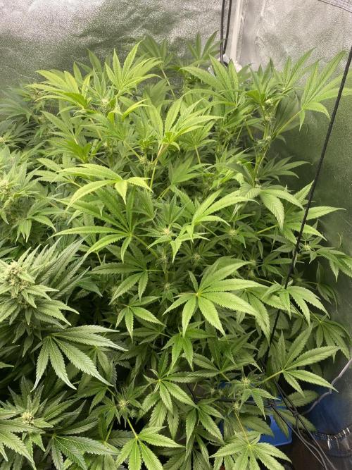 DWC Hydro SC BC 24K. Week 12 - 26.12.25
2/3 BC