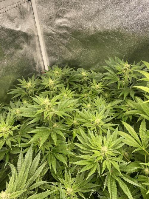 DWC Hydro SC BC 24K. Week 12 - 26.12.25
3/3 24k