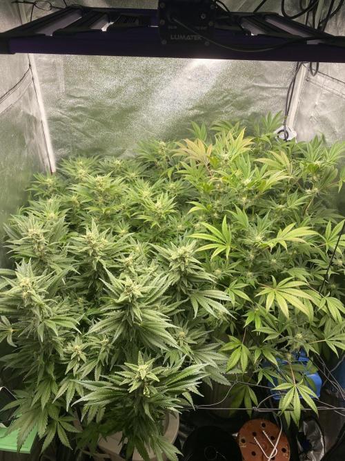 DWC Hydro SC BC 24K. Week 13 - 02.01.26