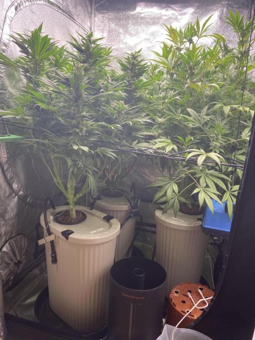 DWC Hydro SC BC 24K. Week 13 - 02.01.26