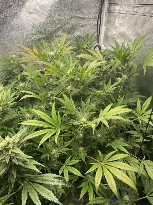 DWC Hydro SC BC 24K. Week 13 - 02.01.26
2/3 BC