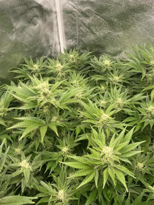 DWC Hydro SC BC 24K. Week 13 - 02.01.26
3/3 24k