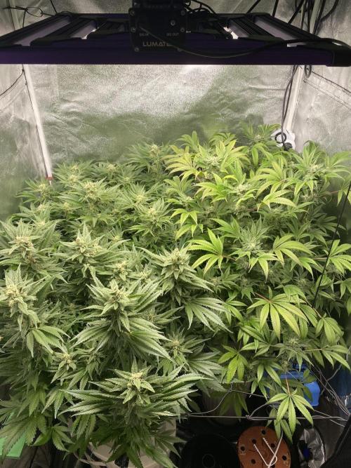 DWC Hydro SC BC 24K. Week 14 - 09.01.26