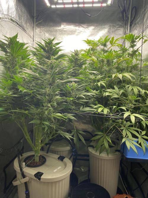 DWC Hydro SC BC 24K. Week 14 - 09.01.26