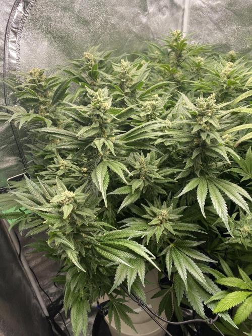 DWC Hydro SC BC 24K. Week 14 - 09.01.26
1/3 SC