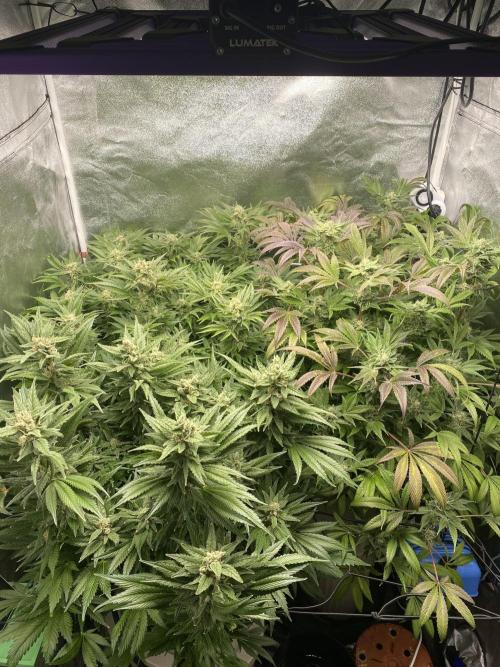 DWC Hydro SC BC 24K. Week 15 - 16.01.26