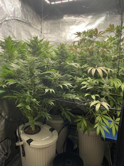 DWC Hydro SC BC 24K. Week 15 - 16.01.26