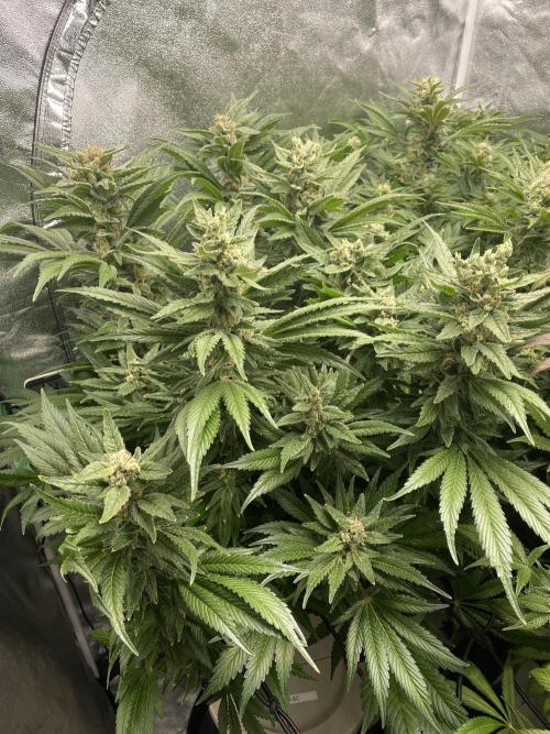 DWC Hydro SC BC 24K. Week 15 - 16.01.26
1/3 SC