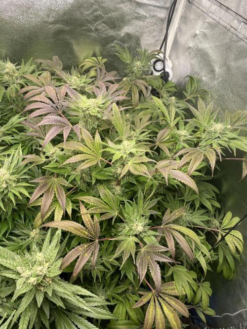 DWC Hydro SC BC 24K. Week 15 - 16.01.26
2/3 BC