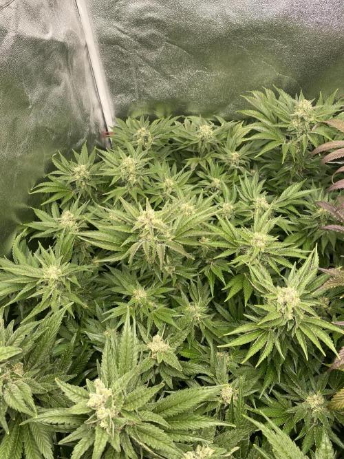 DWC Hydro SC BC 24K. Week 15 - 16.01.26
3/3 24k