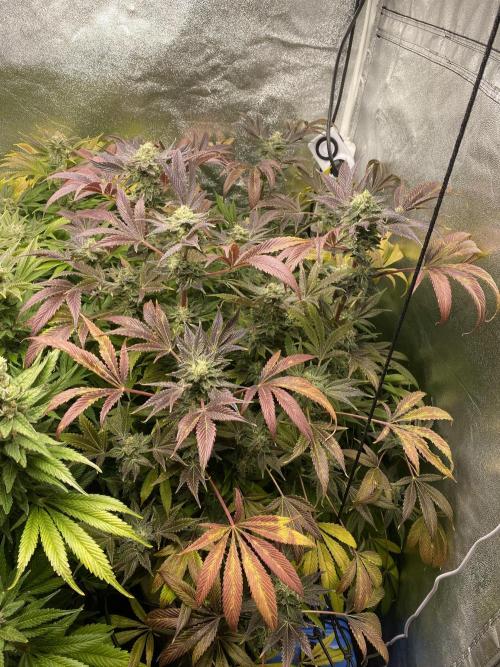 DWC Hydro SC BC 24K. Week 16 - 21.01.26 Harvest BC