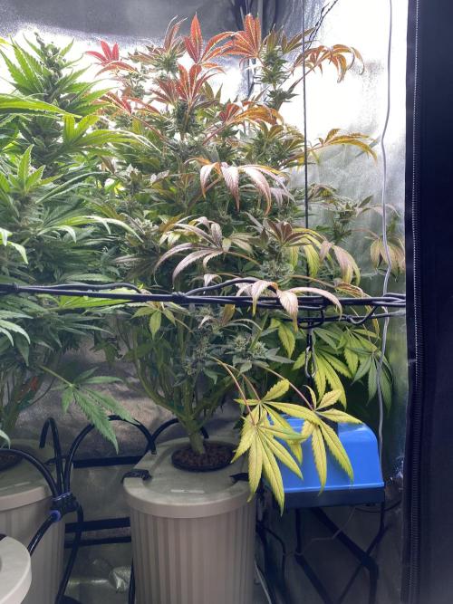 DWC Hydro SC BC 24K. Week 16 - 21.01.26 Harvest BC