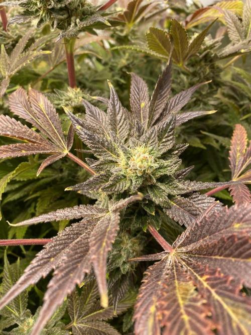 DWC Hydro SC BC 24K. Week 16 - 21.01.26 Harvest BC