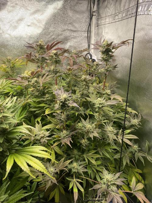 DWC Hydro SC BC 24K. Week 16 - 21.01.26 Harvest BC