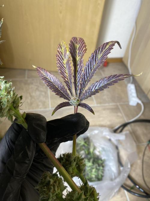 DWC Hydro SC BC 24K. Week 16 - 21.01.26 Harvest BC