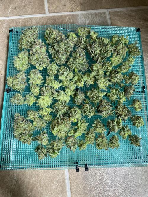 DWC Hydro SC BC 24K. Week 16 - 21.01.26 Harvest BC