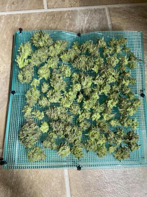 DWC Hydro SC BC 24K. Week 16 - 21.01.26 Harvest BC