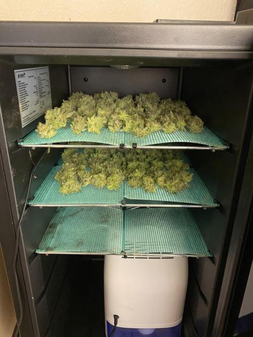 DWC Hydro SC BC 24K. Week 16 - 21.01.26 Harvest BC