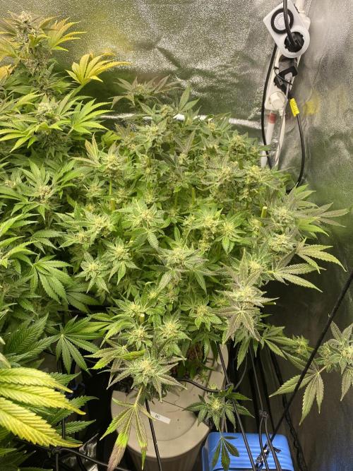 DWC Hydro SC BC 24K. Week 16 - 21.01.26 Harvest BC