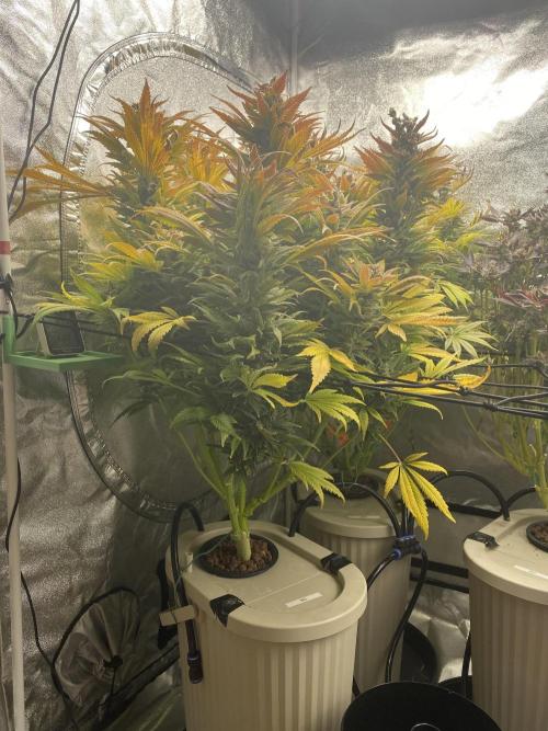 DWC Hydro SC BC 24K. Week 17 - 31.01.26
Harvest Slurricane