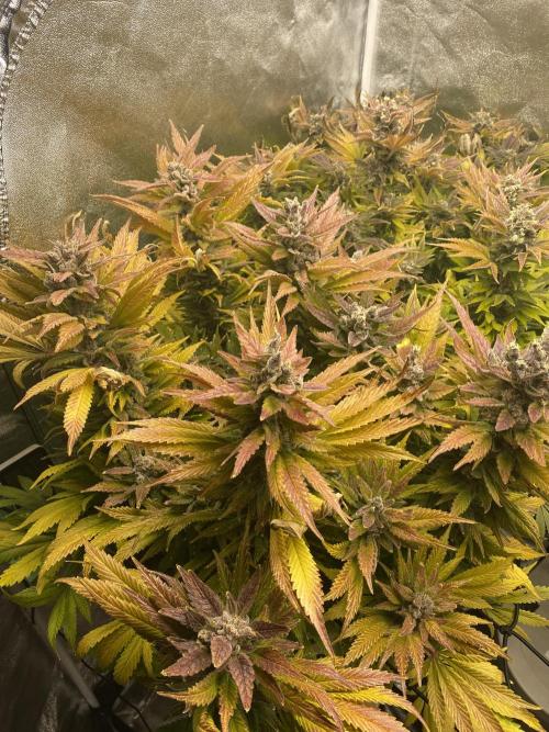 DWC Hydro SC BC 24K. Week 17 - 31.01.26
Harvest Slurricane