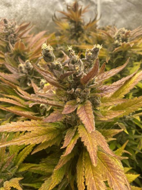 DWC Hydro SC BC 24K. Week 17 - 31.01.26
Harvest Slurricane