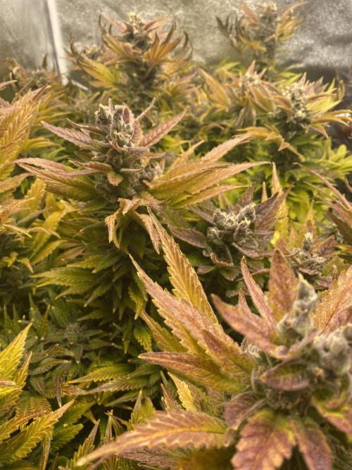 DWC Hydro SC BC 24K. Week 17 - 31.01.26
Harvest Slurricane