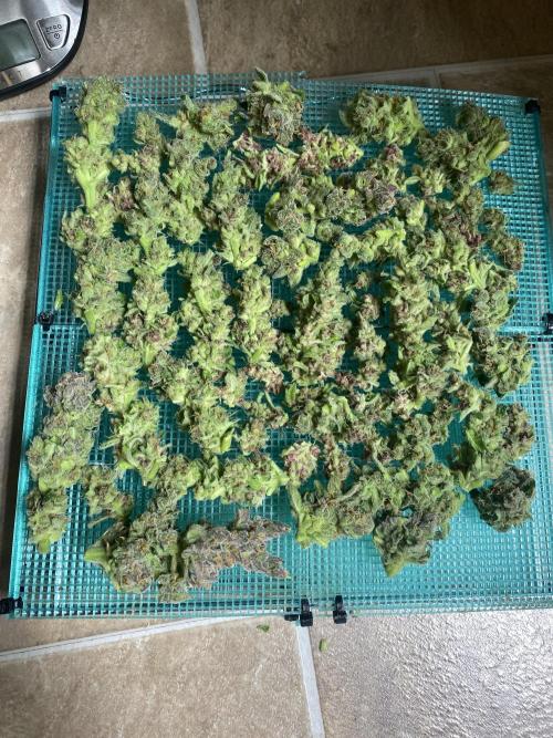 DWC Hydro SC BC 24K. Week 17 - 31.01.26
Harvest Slurricane