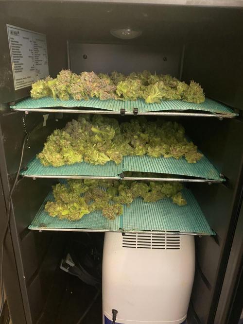 DWC Hydro SC BC 24K. Week 17 - 31.01.26
Harvest Slurricane