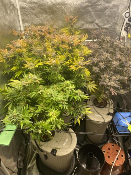 DWC Hydro SC BC 24K. Week 17 - 31.01.26
Harvest Slurricane