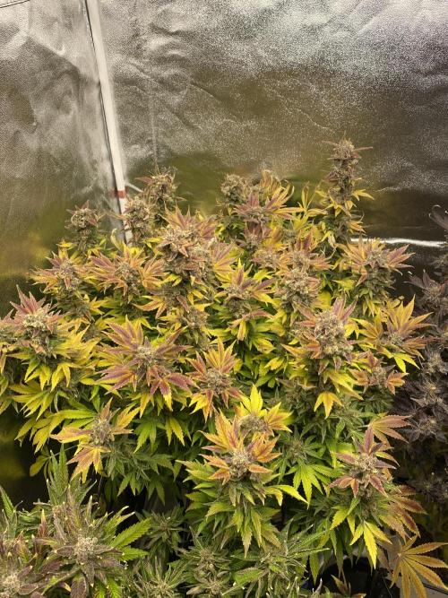 DWC Hydro SC BC 24K. Week 18 - 10.02.26
Harvest 24K