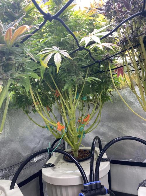 DWC Hydro SC BC 24K. Week 18 - 10.02.26
Harvest 24K