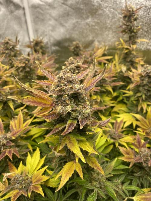 DWC Hydro SC BC 24K. Week 18 - 10.02.26
Harvest 24K