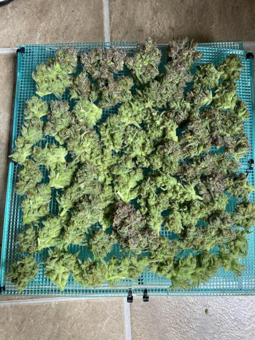 DWC Hydro SC BC 24K. Week 18 - 10.02.26
Harvest 24K