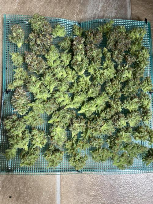 DWC Hydro SC BC 24K. Week 18 - 10.02.26
Harvest 24K