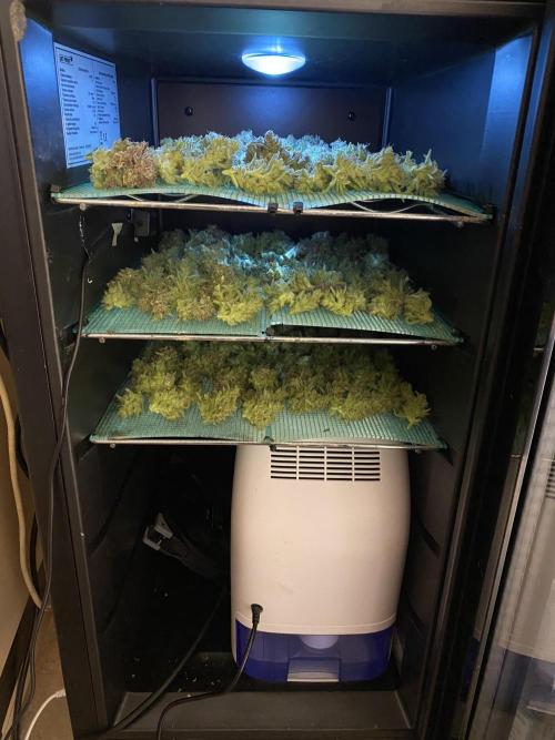 DWC Hydro SC BC 24K. Week 18 - 10.02.26
Harvest 24K