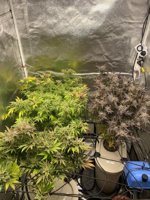 DWC Hydro SC BC 24K. Week 18 - 10.02.26
Harvest 24K