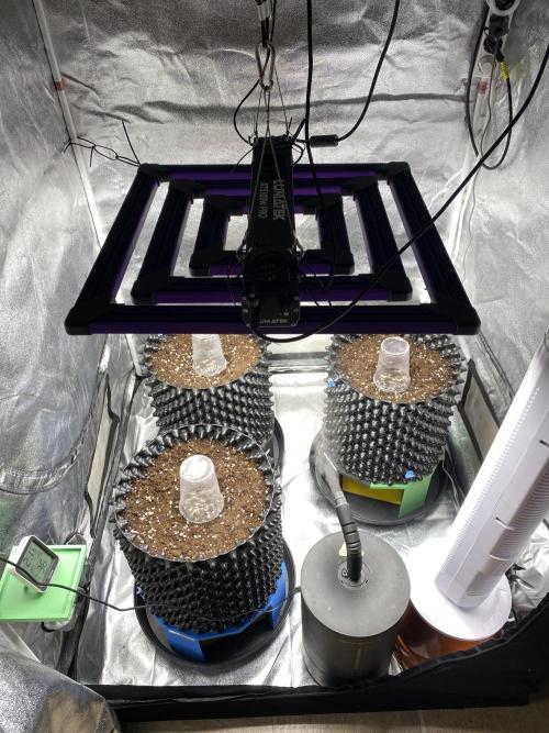 WurlzF1 / Wedding Glue / Gushers. Week 0