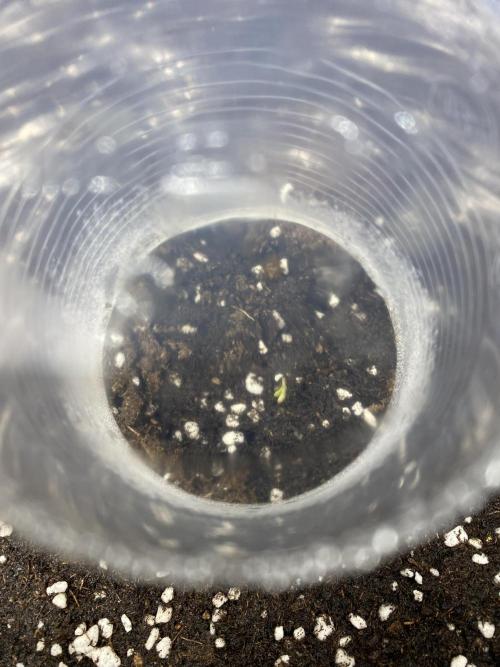 WurlzF1 / Wedding Glue / Gushers. Week 1 - 10.05.26
2/3 WG