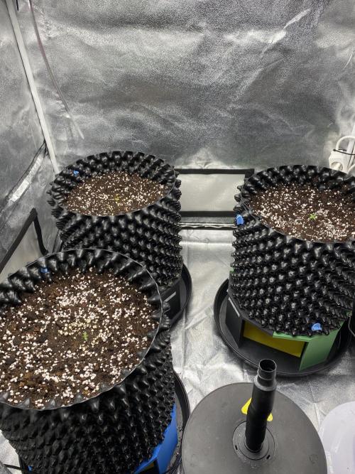 WurlzF1 / Wedding Glue / Gushers. Week 2 - 15.05.26