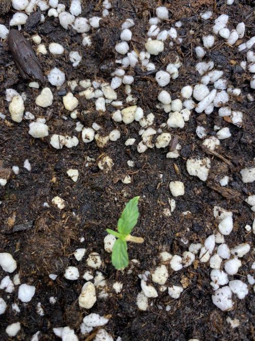 WurlzF1 / Wedding Glue / Gushers. Week 2 - 15.05.26
1/3 WZ