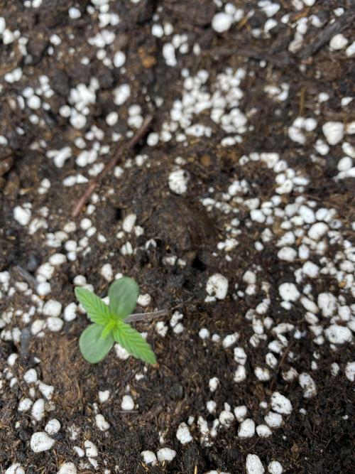 WurlzF1 / Wedding Glue / Gushers. Week 2 - 15.05.26
2/3 WG