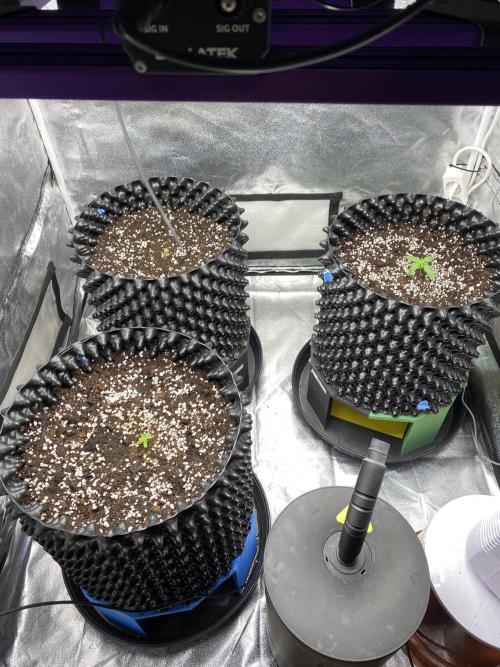 WurlzF1 / Wedding Glue / Gushers. Week 3 - 23.05.26